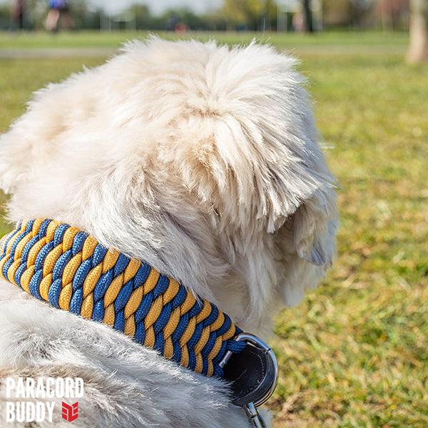 Mustard-Navy Collar